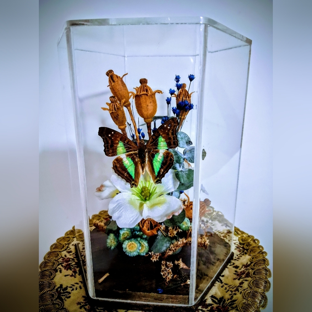 Butterfly Display with Flowers